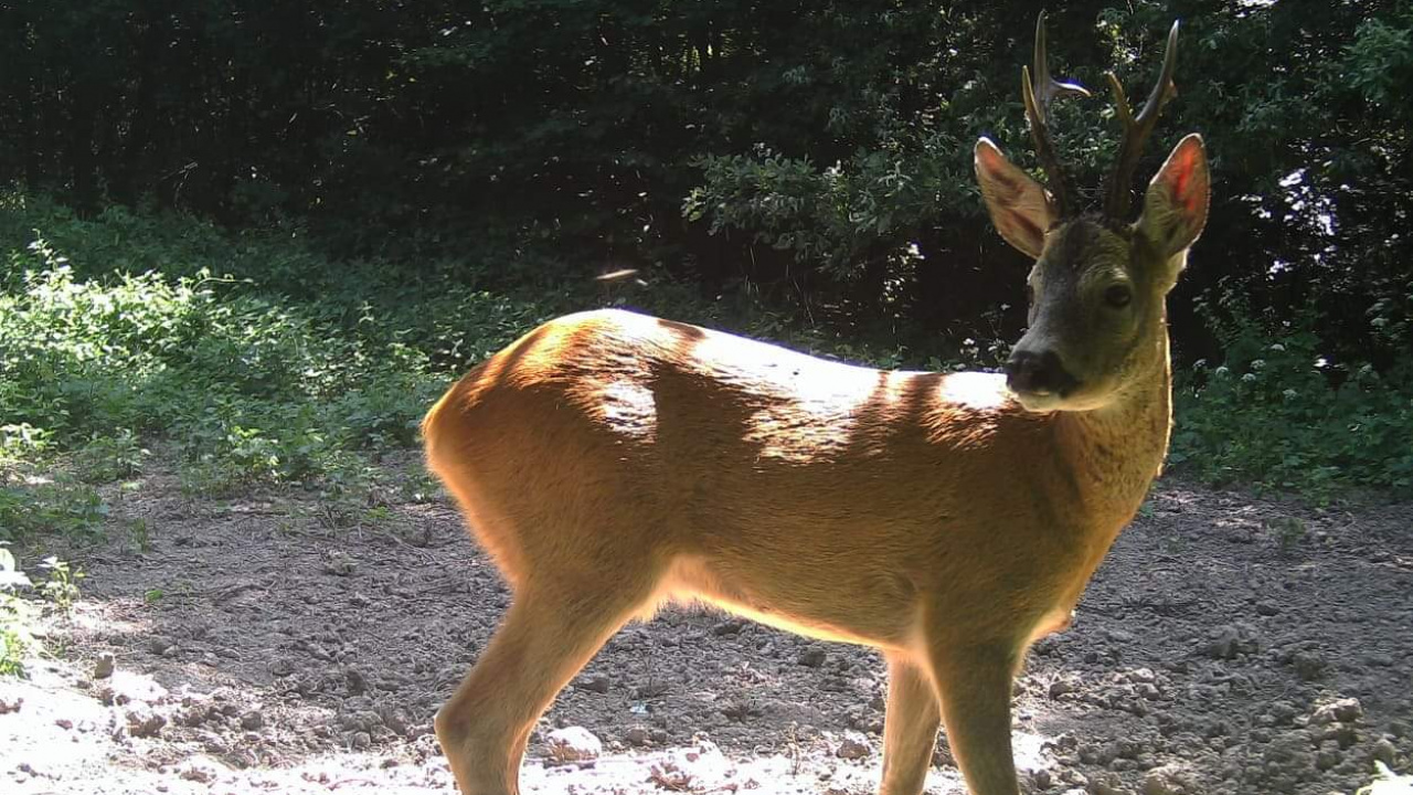 Fotografia fotogalérie Fotografie z fotopascí