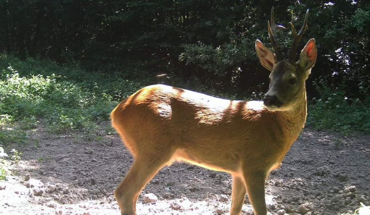 1. fotografia fotogalérie Fotografie z fotopascí