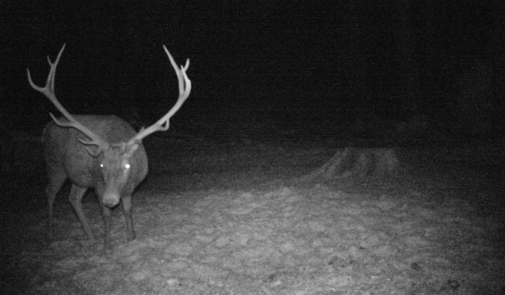 4. fotografia fotogalérie Fotografie z fotopascí