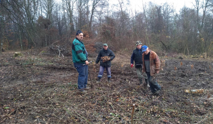 4. fotografia fotogalérie Výsadba nových stromčekov