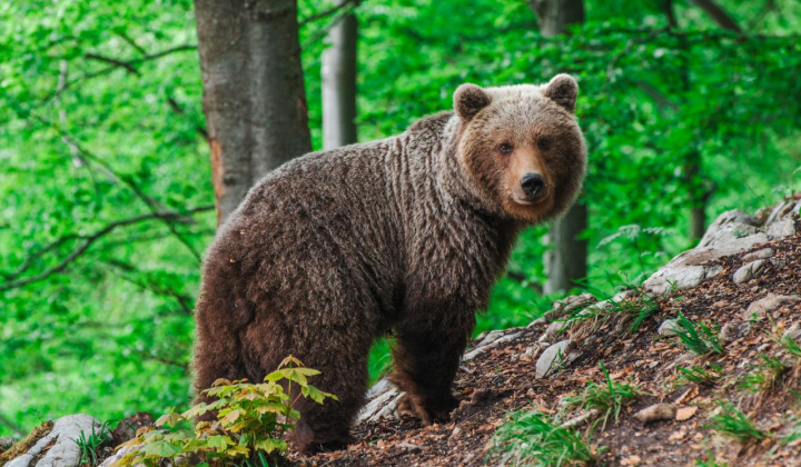 1. fotografia fotogalérie PRÍKAZ č. 6/2024 prednostu OÚ Prešov na vyhlásenie mimoriadnej situácie spôsobenej výskytom medveďa hnedého - foto
