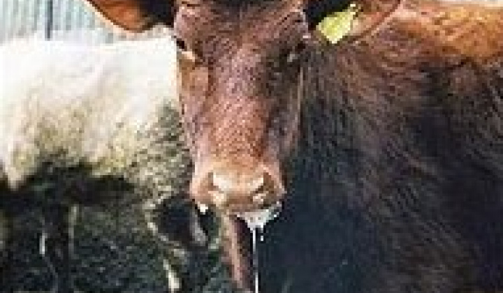 1. fotografia fotogalérie Mimoriadne núdzové opatrenia : Slintačka a krívačka od 21.3.2025 do odvolania - foto