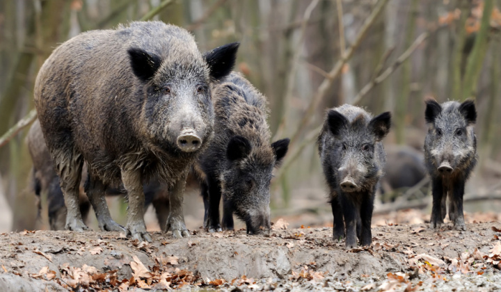 1. fotografia fotogalérie Opatrenia na zabezpečenie kontroly a zabránenia šírenia afrického moru ošípaných - foto