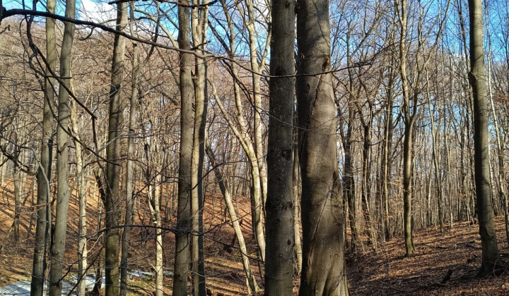 6. fotografia fotogalérie Krása prírody našej Obce 