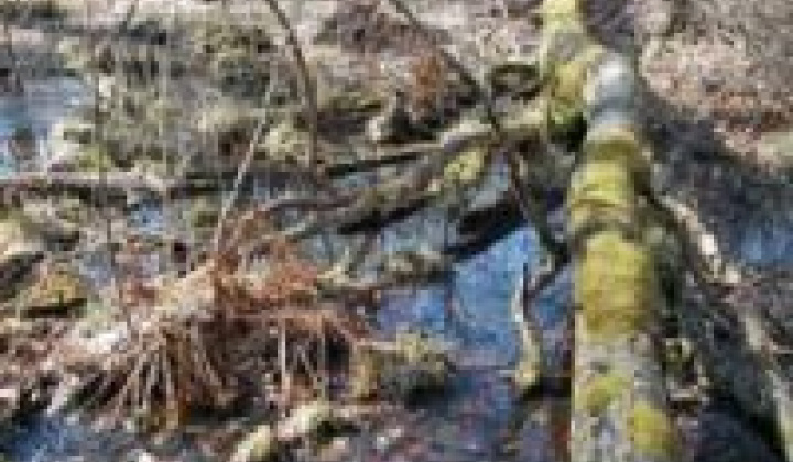 Fotka - Turistické informačné miesto Pri jelšine - Hlinianska jelšina 333 m n.m.